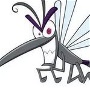 Mosquito