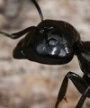 Camponotus