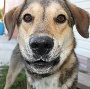 Good Boy