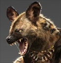 🐶 Гнаш Тург`ар