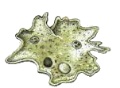 Helioveridia