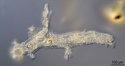 Simplex protozoan